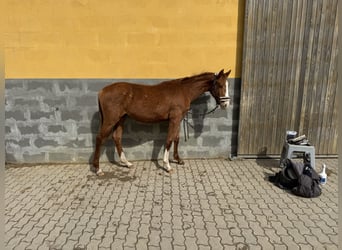 Zangersheide, Stallone, 1 Anno, Sauro