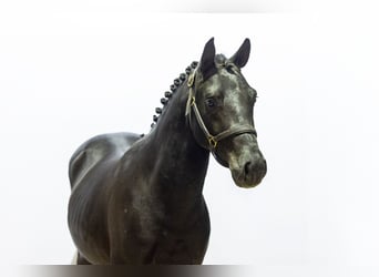 Zangersheide, Stallone, 2 Anni, 147 cm, Morello