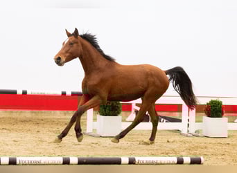 Zangersheide, Stallone, 2 Anni, 154 cm, Baio chiaro
