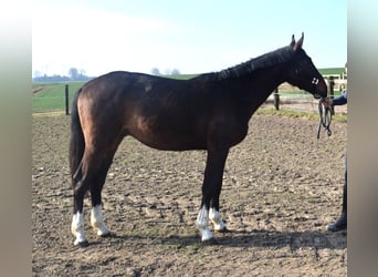 Zangersheide, Stallone, 2 Anni, 156 cm, Baio