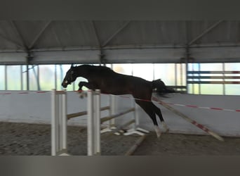 Zangersheide, Stallone, 2 Anni, 156 cm, Baio