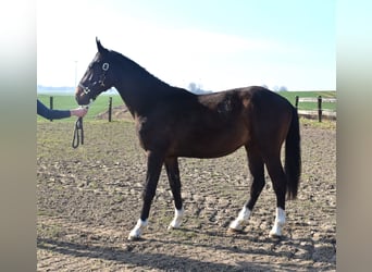 Zangersheide, Stallone, 2 Anni, 156 cm, Baio