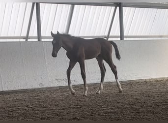 Zangersheide, Stallone, 2 Anni, 156 cm, Baio