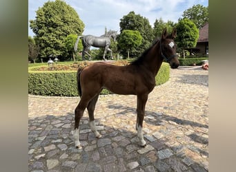 Zangersheide, Stallone, 2 Anni, 156 cm, Baio