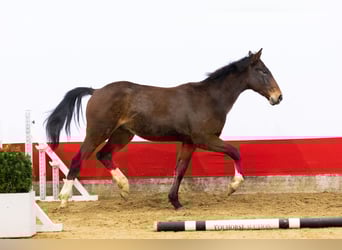 Zangersheide, Stallone, 2 Anni, 157 cm, Baio