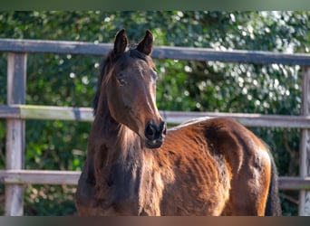 Zangersheide, Stallone, 2 Anni, 158 cm