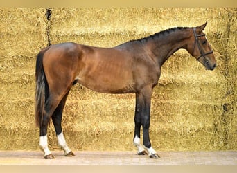 Zangersheide, Stallone, 2 Anni, 161 cm, Baio