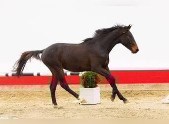 Zangersheide, Stallone, 2 Anni, 162 cm, Baio nero
