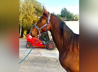 Zangersheide, Stallone, 2 Anni, 165 cm, Baio ciliegia
