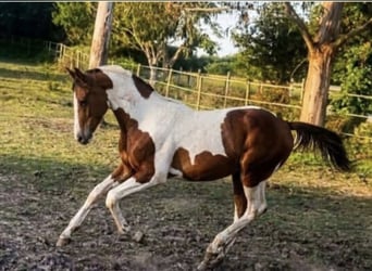 Zangersheide, Stallone, 2 Anni, 165 cm, Pezzato