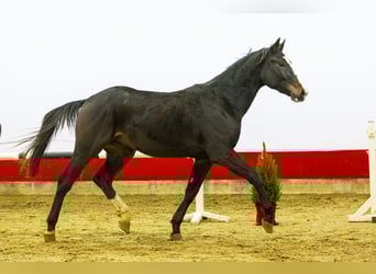 Zangersheide, Stallone, 2 Anni, 166 cm, Baio
