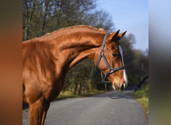 Zangersheide, Stallone, 2 Anni, 167 cm, Sauro
