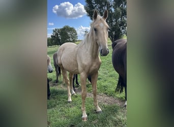 Zangersheide, Stallone, 2 Anni, 170 cm, Palomino