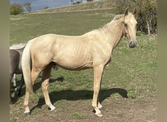 Zangersheide, Stallone, 2 Anni, 170 cm, Palomino