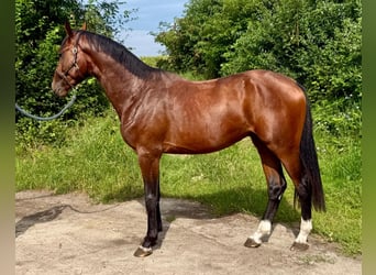Zangersheide, Stallone, 2 Anni, 172 cm, Baio