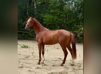 Zangersheide, Stallone, 2 Anni, 172 cm, Sauro