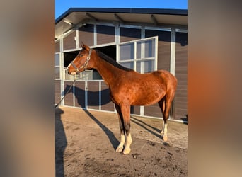Zangersheide, Stallone, 2 Anni, 175 cm, Baio ciliegia