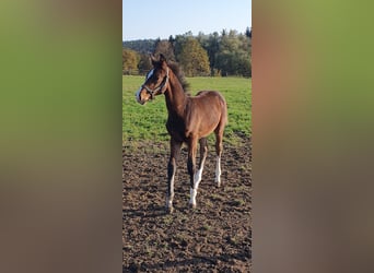 Zangersheide, Stallone, 2 Anni, Baio