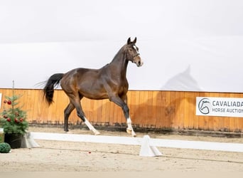 Zangersheide, Stallone, 2 Anni, Baio