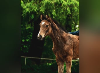 Zangersheide, Stallone, 2 Anni, Baio ciliegia