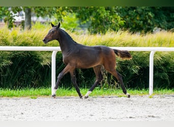 Zangersheide, Stallone, 2 Anni, Baio ciliegia