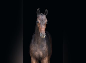 Zangersheide, Stallone, 2 Anni, Baio ciliegia
