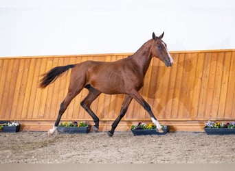 Zangersheide, Stallone, 2 Anni, Baio ciliegia