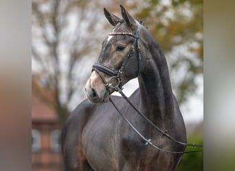 Zangersheide, Stallone, 2 Anni, Grigio