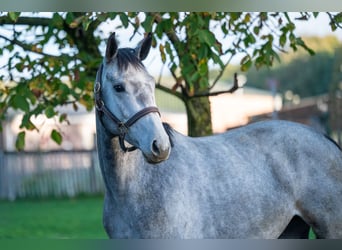 Zangersheide, Stallone, 3 Anni, 156 cm, Grigio
