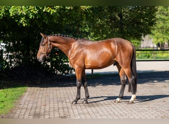 Zangersheide, Stallone, 3 Anni, 162 cm, Baio