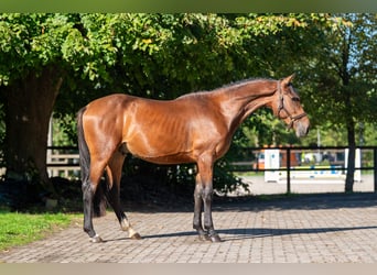 Zangersheide, Stallone, 3 Anni, 162 cm, Baio