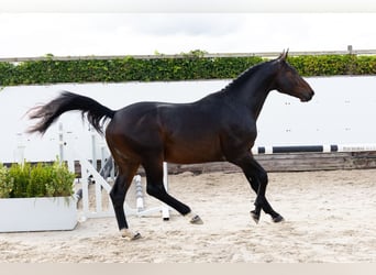 Zangersheide, Stallone, 3 Anni, 165 cm, Baio scuro