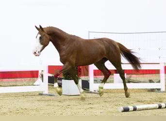 Zangersheide, Stallone, 3 Anni, 165 cm, Champagne