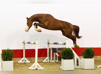 Zangersheide, Stallone, 3 Anni, 165 cm, Champagne