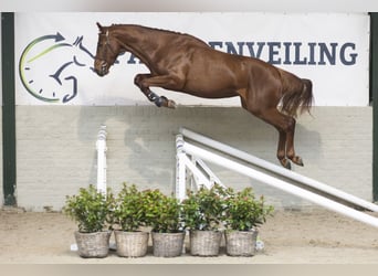 Zangersheide, Stallone, 3 Anni, 166 cm, Sauro scuro