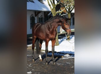 Zangersheide, Stallone, 3 Anni, 167 cm, Baio