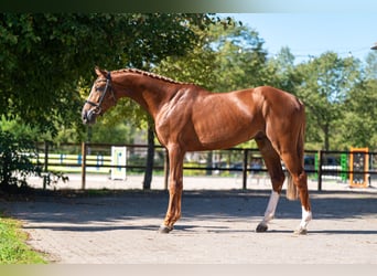 Zangersheide, Stallone, 3 Anni, 167 cm, Sauro