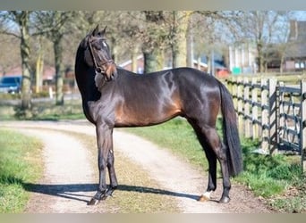 Zangersheide, Stallone, 3 Anni, 168 cm, Baio