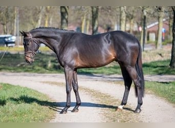 Zangersheide, Stallone, 3 Anni, 168 cm, Baio