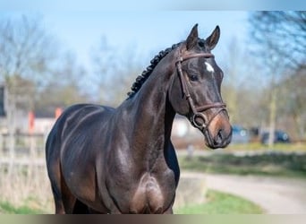 Zangersheide, Stallone, 3 Anni, 168 cm, Baio