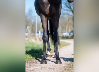 Zangersheide, Stallone, 3 Anni, 168 cm, Baio