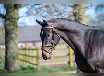Zangersheide, Stallone, 3 Anni, 168 cm, Baio