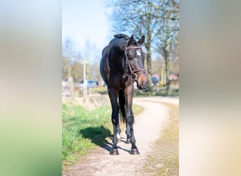 Zangersheide, Stallone, 3 Anni, 168 cm, Baio