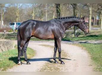 Zangersheide, Stallone, 3 Anni, 168 cm, Baio