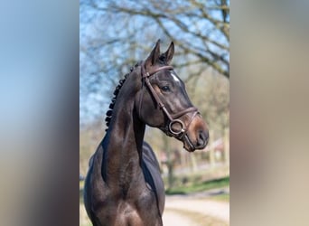 Zangersheide, Stallone, 3 Anni, 168 cm, Baio