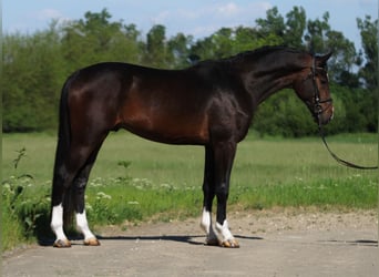 Zangersheide, Stallone, 3 Anni, 170 cm, Baio scuro