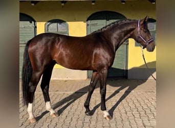 Zangersheide, Stallone, 3 Anni, 170 cm, Baio scuro
