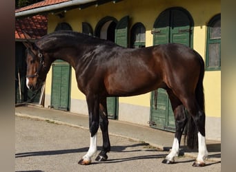 Zangersheide, Stallone, 3 Anni, 170 cm, Baio scuro