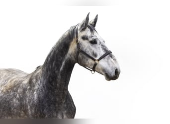 Zangersheide, Stallone, 3 Anni, 170 cm, Grigio