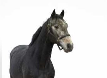 Zangersheide, Stallone, 3 Anni, 170 cm, Grigio